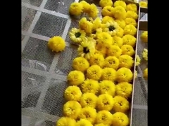 2300*1200*2000mm 2 র্যাক হট এয়ার ওভেন ড্রায়ার ফল চা পাতা শুকানোর মেশিন